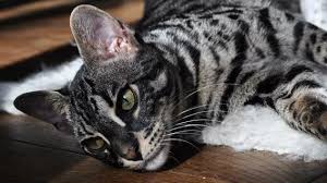 On our bengal cat facts page, we explain lots of different facts about us bengals which may help you if you want further spots and marbles. 50 Most Adorable Bengal Cat Pictures And Images