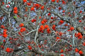 Image result for Erythrina livingstoniana