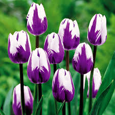 Bunga ini dikenal sebagai tanaman yang populer di belanda bahkan menjadi salah satu icon di negara. Hasil Gambar Untuk Bunga Tulip Fiori Primaverili Tulipani Foto Di Fiori