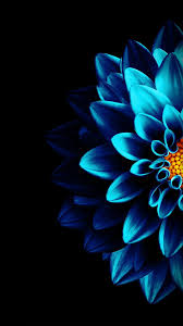 Half Blue Isartfulfairytale Black Background Wallpaper Flower Background Iphone Blue Wallpaper Iphone