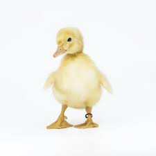 Free shipping on orders of $125 or more offer is valid on new orders placed between 12:00am edt on monday, august 16, 2021 and 11:59pm edt on wednesday, august 25, 2021 when the promo code laborday is used at checkout. Ducklings Pekin