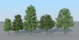 Image result for L systems