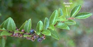 In the spring and the fall the young foliage turns from green to a striking bronze color. Range