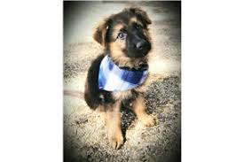 German shepherd puppies texas craigslist. German Shepherd Puppies For Sale Texas Craigslist Pets Lovers