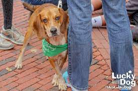 We have included twenty basic algonquin words here, to compare with related american indian languages. Can I Say Hi To Your Dog Lucky Dog Animal Rescue