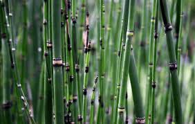 Maybe you would like to learn more about one of these? 10 Plantes Aquatiques Incontournables Pour Votre Bassin Aquiflor Jardinerie Aquatique