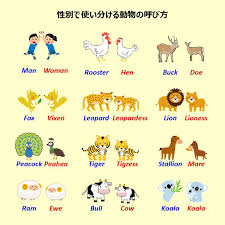 こあたん こあらの学校 on twitter コアラ 英語 こあ イラスト 英語