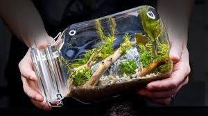 Jun 10, 2021 · solvarm's home is designed to cooperate with nature; Sealed Aquarium Ecosphere Aquascape In A Jar Diy