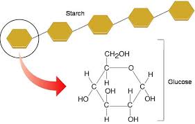 Biochemistry Tests For Food Macromolecules Carbohydrates This Is An Image Of A Polymer Of Carbohydrates Which Is Starch What Are Carbs Organic Molecules Starch