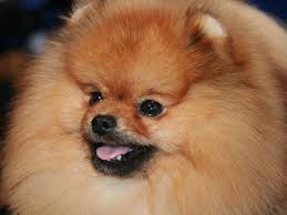 A new approach to the prevention and cosmetic treatment of alopecia aminexil. Alopecia X Black Skin Desease Pomeranian Beauty