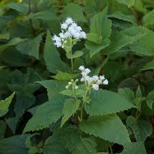 Image result for Ageratinastrum