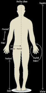 It forms the bulk of the chest area and can be easily seen on the surface in some people, for example weightlifters. The Difference Between Medial And Lateral Proximal And Distal And Superior And Inferior Biomechanics Machine Design