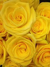Fun Yellow Roses ! Who Wouldn't Love Them! | Yellow Aesthetic, Yellow  Aesthetic Pastel, Yellow Wallpaper