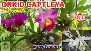 Orkid cymbidium mungkin mempunyai bunga kecil berbanding dengan beberapa jenis orkid, tetapi. Orkid Cattleya Youtube