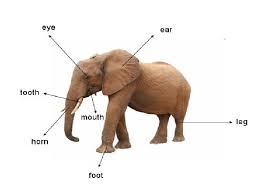 In the diagram the backbone is the effect line. Grasslands Animals