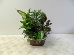 Daigynai ir sodo reikmenys, kiti pirkiniai, dovanos, atvirukai ir atributika, gėlių parduotuvės. Beck S Flower Shop Gardens Inc Your Jackson Florist Online Michigan Flower Shop