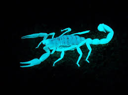 We did not find results for: Scorpions Glow Under Black Light Natureisfuckinglit