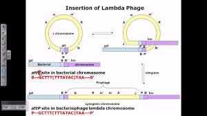 The episome that harbors the f factor can exist as an independent plasmid or integrate into the bacterial cell's genome. Lysogenic Cycle Of Lambda Phage Youtube