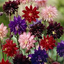 Image result for Aquilegia vulgaris Tower Mix