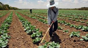Untuk makluman tuan puan, bermula pada december 2018 ini, team petik buah di australia telah membuka kemasukan terbaru untuk job tomato. Tka Berketerampilan Rendah Boleh Tinggal Permanen Di Australia
