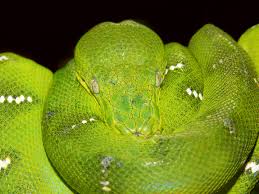 As their usual name suggests, these serpents spend a good deal the green tree python (morelia viridis) is actually a splendidly colored constrictor snake which lives throughout tropical rainforests of new guinea, cape. Emerald Tree Boa Wikipedia