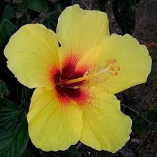 Hibiscus Wikipedia The Free Encyclopedia Hibiscus Flowers Flower Pictures Hibiscus