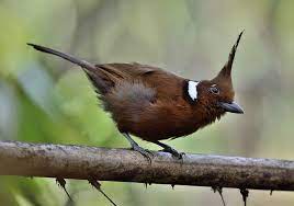 Sojka Avtor Foto Zakir Hassan Cara Animals Bird
