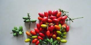 Maybe you would like to learn more about one of these? 7 Manfaat Daun Melinjo Yang Jarang Diketahui Bisa Tingkatkan Kekebalan Tubuh Merdeka Com