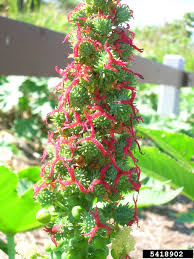 Image result for Ricinus