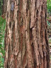 Image result for Eucalyptus robusta