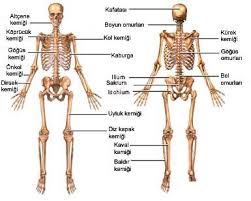 Vucudumuz Nasil Dik Durur Dik Durmasini Saglayan Yapi Http Www Mustafakoksal Com Vucudumuz Nasil Dik Durur Iskelet Insan Anatomisi Anatomi