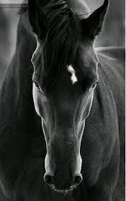 صوره حصان أسود Horses Animals Beautiful Horse Photography