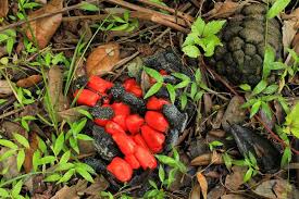 Image result for Alafia zambesiaca