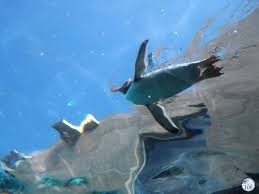 #asahiyama zoo #hokkaido #penguin walk #penguins #polar bear #red panda #snow. Heisei 57 Asahiyama Zoo Is One Of Japan Most Famous Nippon100