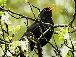 Blackbird Singing In The Dead Of Night Outside My Window