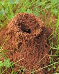 We did not find results for: Controlling Ants How To Get Rid Of Ants In Lawns And Gardens