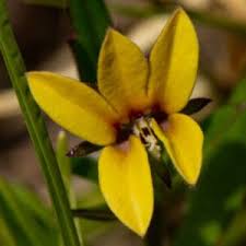 Image result for Monopsis stellarioides