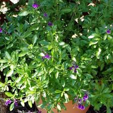 Image result for Salacia orientalis