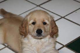 The most recent published articles. Akc Golden Retriever Puppies For Sale In Chattanooga Tennessee Classified Americanlisted Com