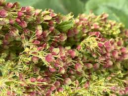 Image result for Rumex ruwenzoriensis