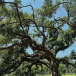 Radical Hope in the Woods: Juneteenth Edition