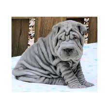 You will be getting mini hippo puppies for sale that are well bred, trained and prepared to settle into their new environment. Puppies For Sale Dogs For Sale From Dog Breeders Dog Breeder Shar Pei Dog Shar Pei Puppies