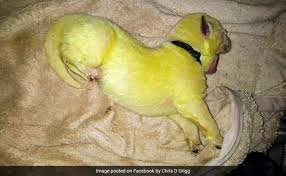 White german shepherd puppies nc. Bright Green Puppy Born In North Carolina Stuns Internet