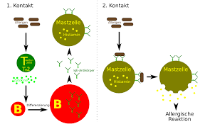 Dies passiert oft durch reifungsprozesse wo enzyme und bakterien beteiligt sind. Allergien Und Wein Weinhalle