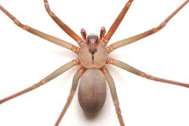 Síntomas de la picadura de la araña violinista. Sin Antidoto Para Picadura De Arana Violinista En La Region Udg Tv