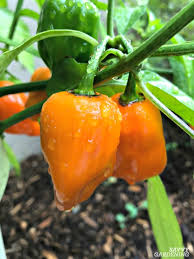 This simple diy step by step will allow to save money and make more. Growing Hot Peppers In Garden Beds And Containers