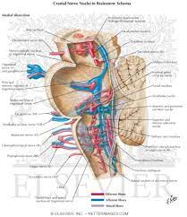 The brainstem nuclei are the nuclei in the brainstem. Cranial Nerve Nuclei In Brainstem Schema
