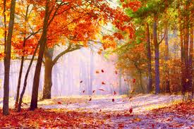 Paysages D Automne Paysage Automne Feuille Automne Feuilles Mortes