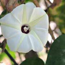 Image result for Ipomoea wightii