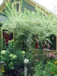 Since its bright pink color comes from the. The Scoop On Dappled Willow Pennlive Com